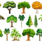 Different Types of Trees