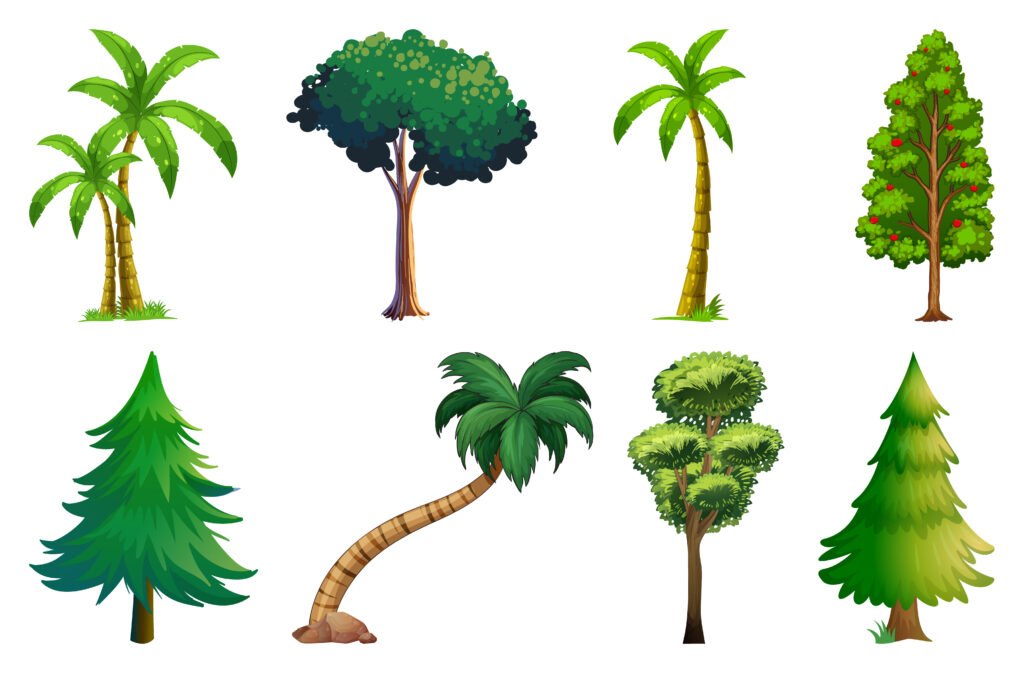 Tropical trees Different Types of Trees