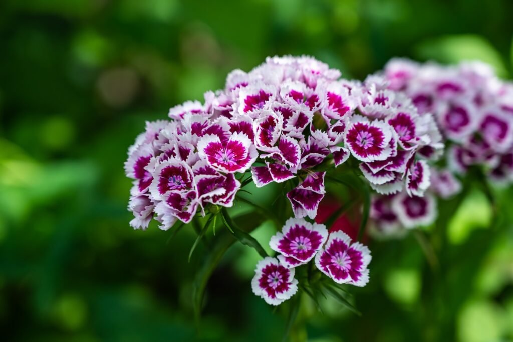 DIANTHUS