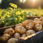 Growing Potatoes in Pots