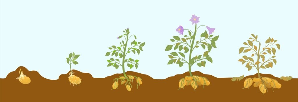 Planting Process Growing Potatoes in Pots