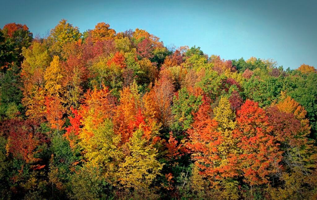 Deciduous trees