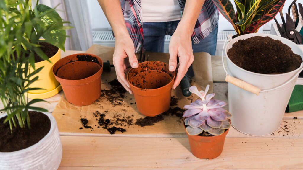 Grow Plants in Pots