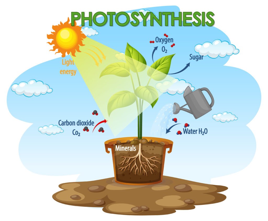 Different Types of Trees Classification of plants