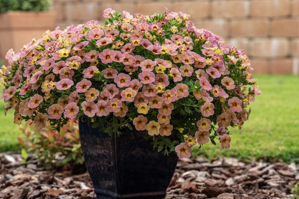 CALIBRACHOA