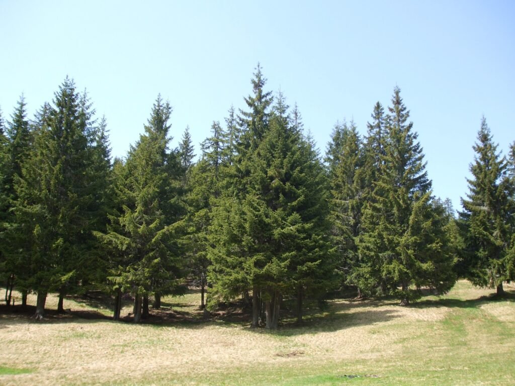 Evergreen trees: Different Types of Trees