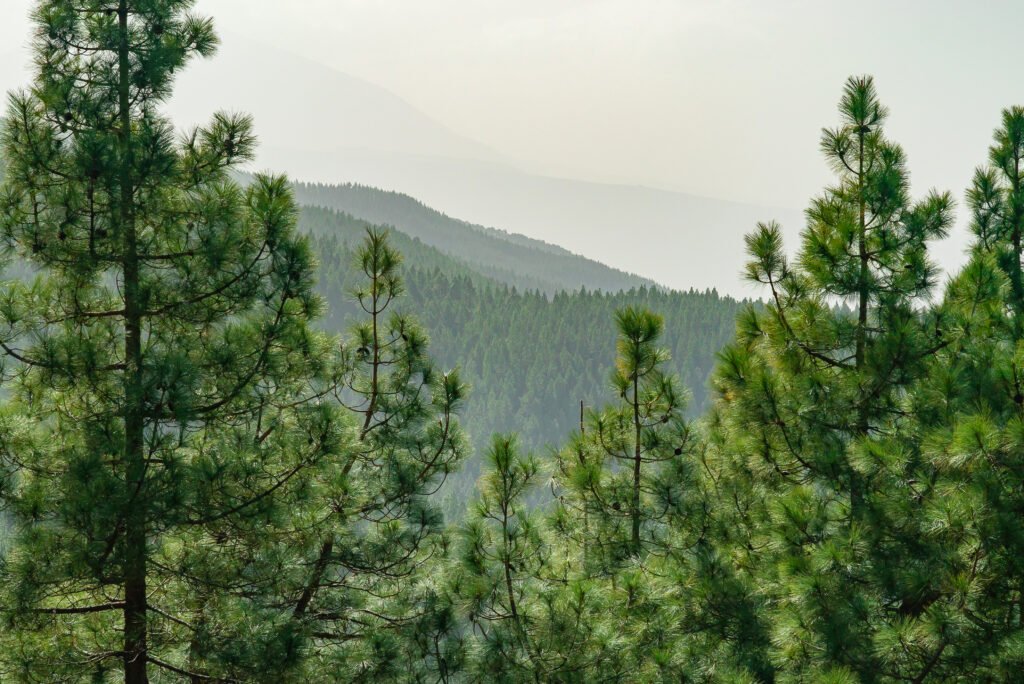 Different Types of Trees