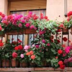 summer flowers