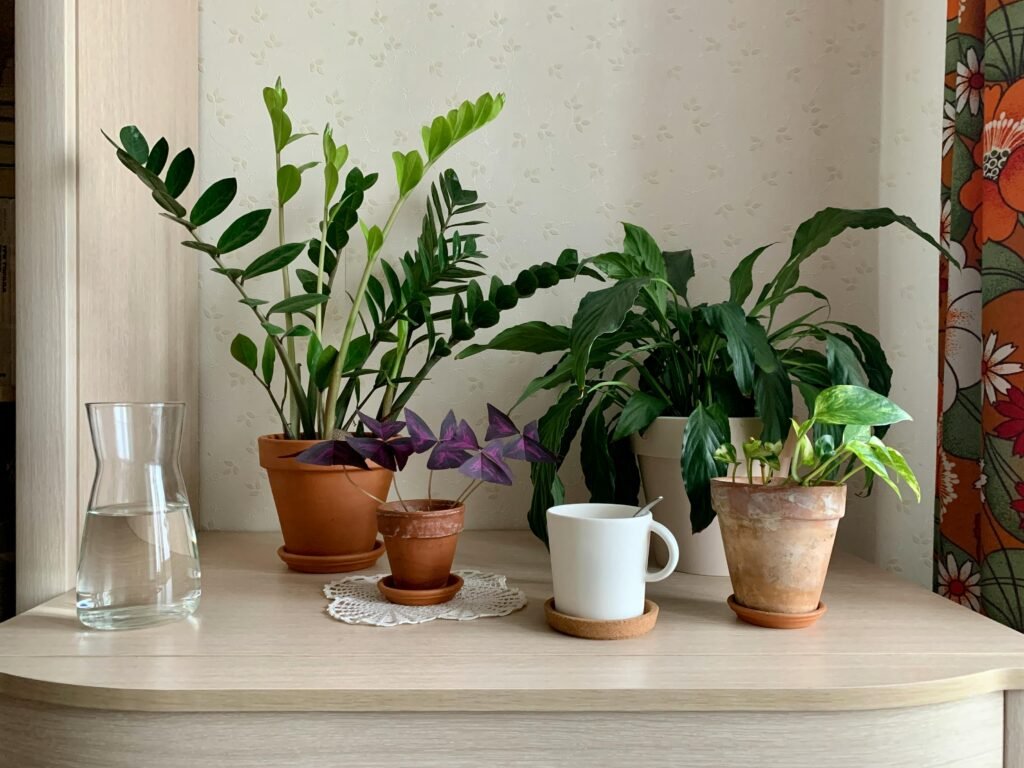 Indoor Plants