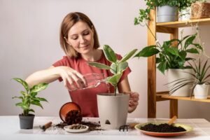 indoor plants